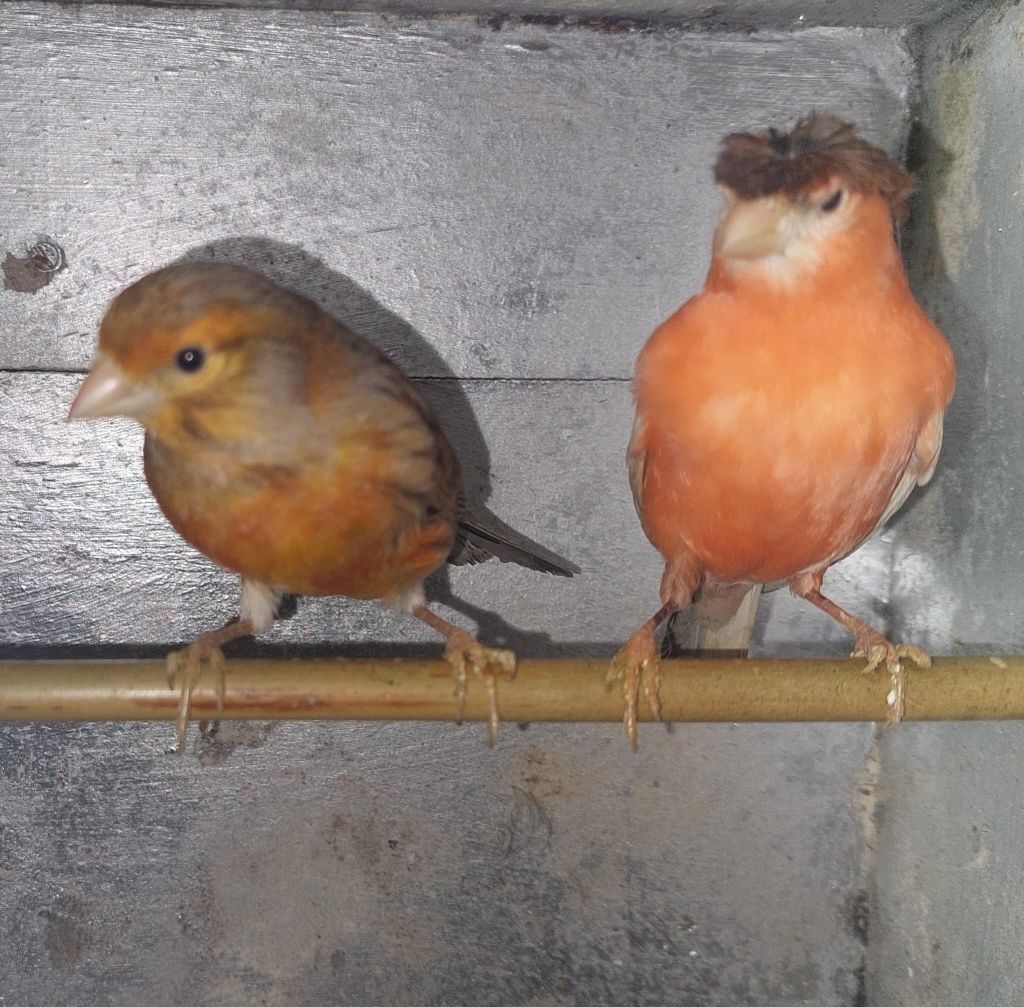 Casal Canário Arlequim Português