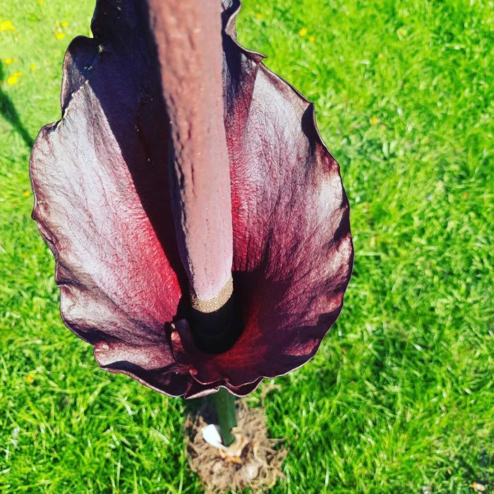 Dziwidło Amorphophallus konjak rivieri