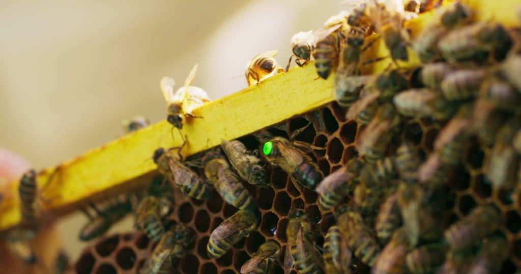 Matki pszczele buckfast Nieunasienione - Meda Primorska Sahariensis