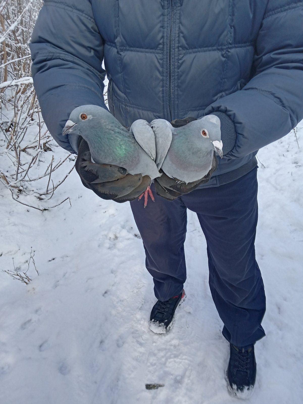 Продаються пташки!цинкові голуби .