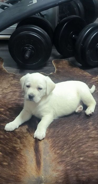 Цуценята Лабрадора з розплідника
Професійний підхід до розведення, від