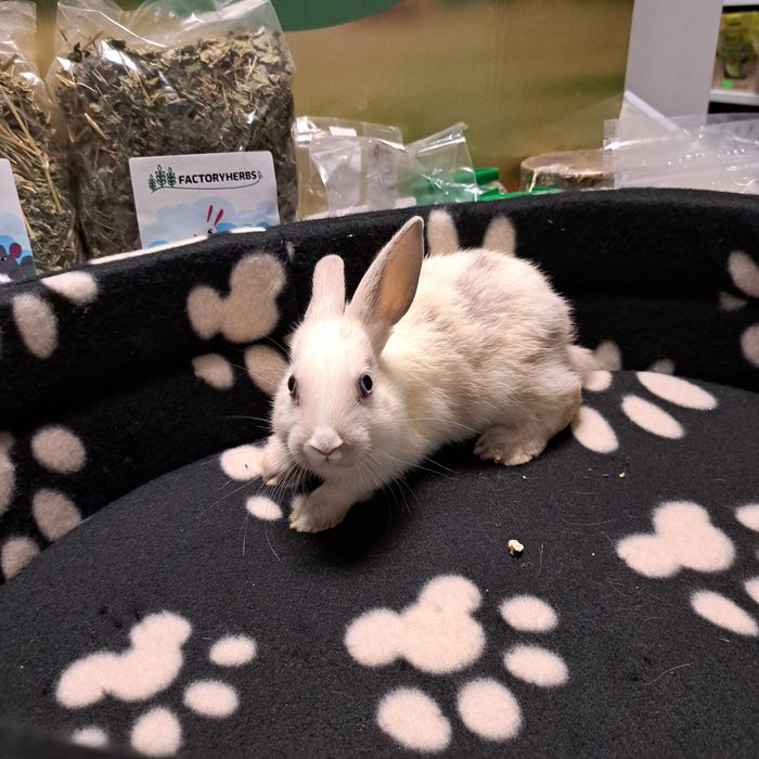 Królik karzełek w GRUBY KOCUR sklep zoologiczny w Rzeszowie