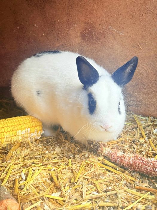 Króliki miniaturki samiczki