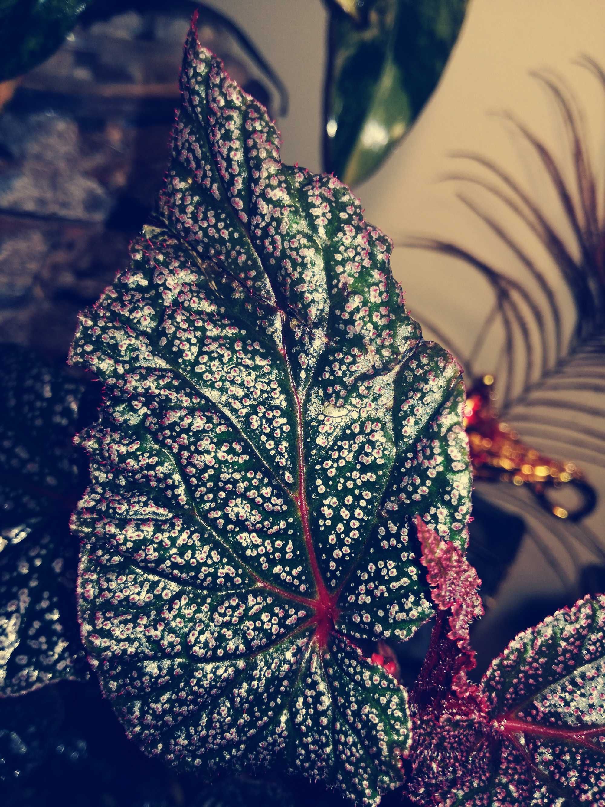 Begonia sp. NOID pink violet piękna gwiezdna jak monstera philodendron
