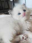 Kociak Ragdoll - Cindy