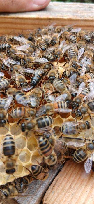 Бджоломатки українська степова порода 2025