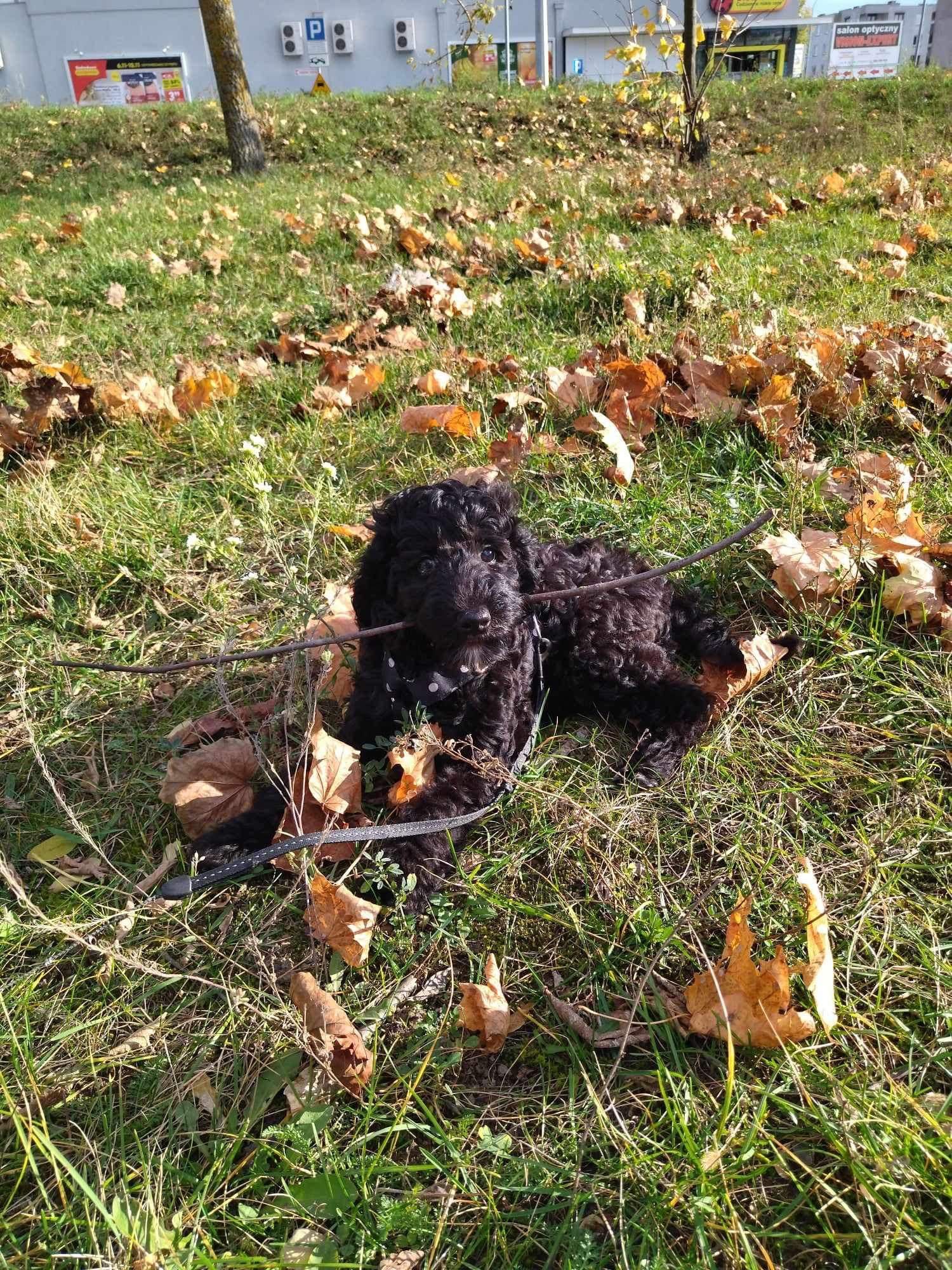 Labradoodle dziewczynka