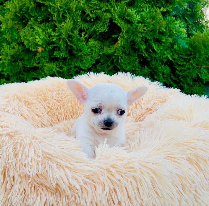 Chihuahua dziewczyna krótkowłosа FCI