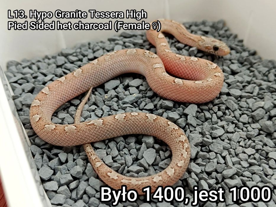 Wąż zbożowy Hypo Granite Tessera High Pied Sided het charcoal