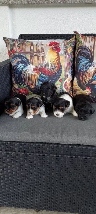 Yorkshire terrier Biewer i Black
