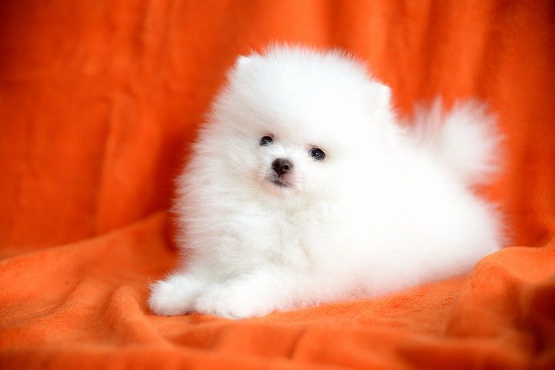 Pomeranian chłopak jasny krem