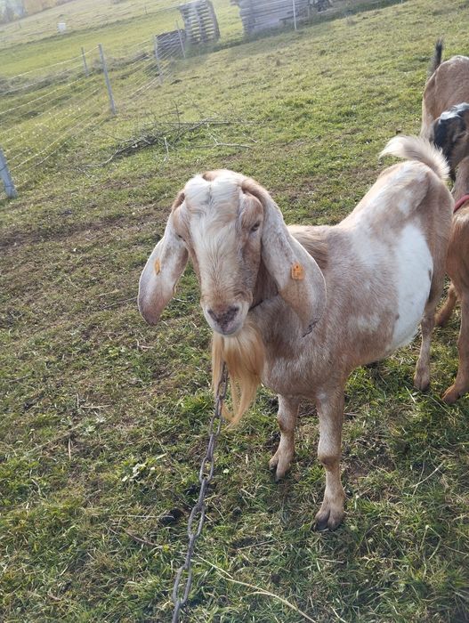 Sprzedam Capa 100% anglonubijski