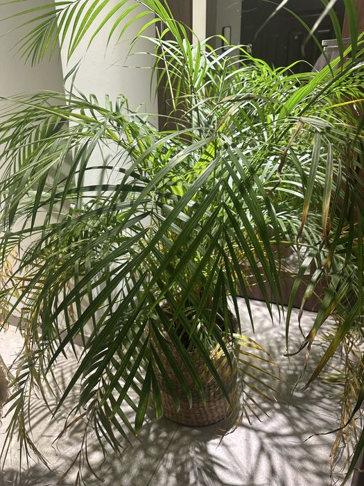 Palma areca 6 letnia