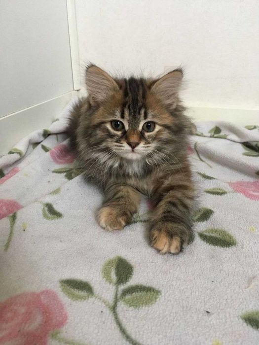 кошеня, киця 1,5 місяці в добрі руки