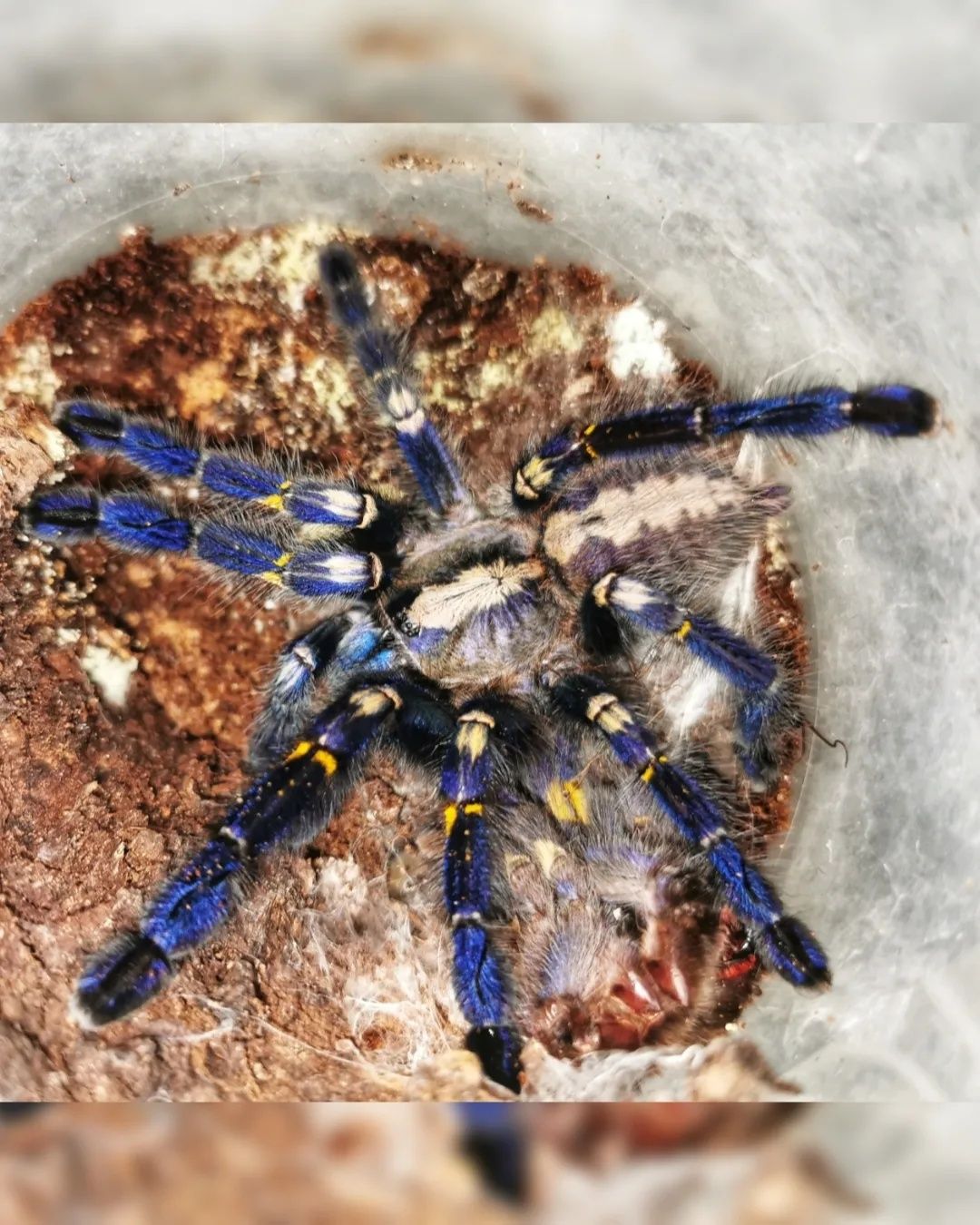 Ptasznik Poecilotheria metallica samica ok 5,5dc + dokument legalności