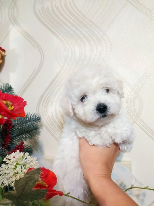 Бишон фризе цуценята