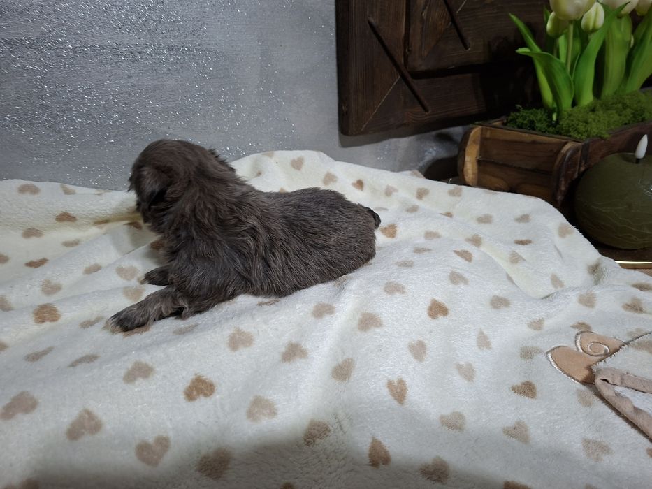 Shih-tzu suczka śliczny