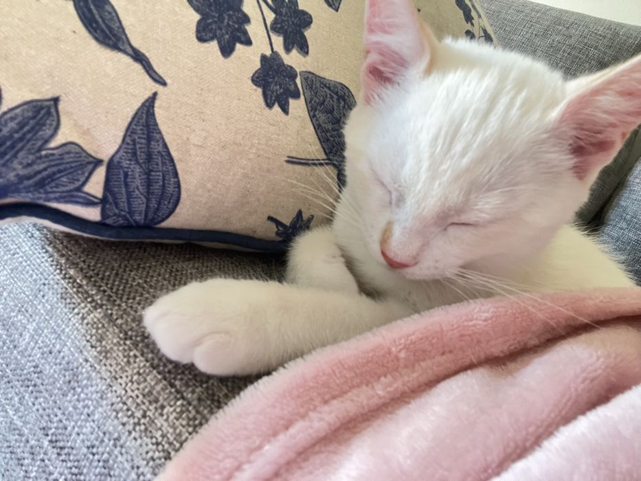 Gatinho bebé com dois meses desparasitado