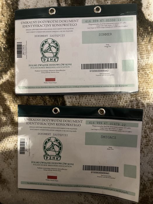 Kuce szetlandzkie cena za oba