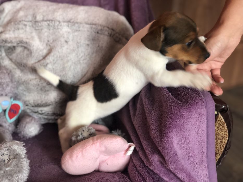 Джки вік два місяці