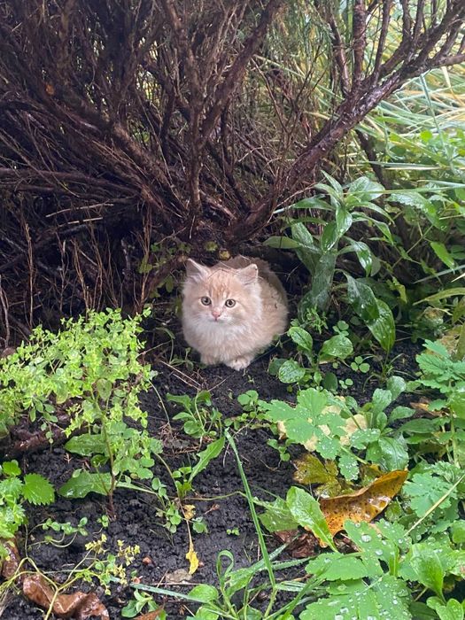 Персиковий Котик, шукає сімʼю