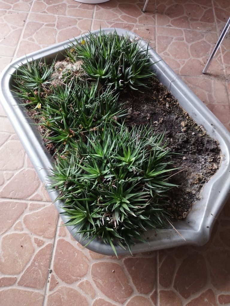 Płaska donica z sukulentami i kaktusami