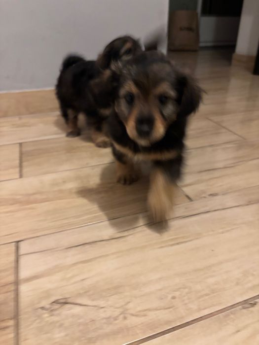 Szczeniaki do oddania