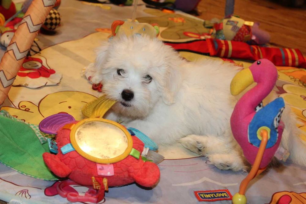 Coton de tulear .Teddy -  po zdrowych rodzicach. Prawdziwy rodowód.