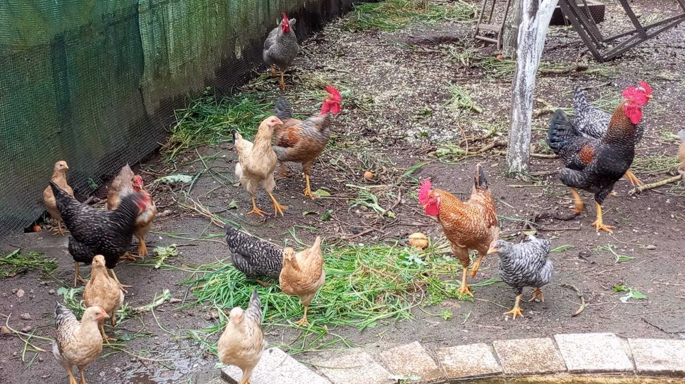 GALOS, GALINHAS, PATOS E COELHOS
