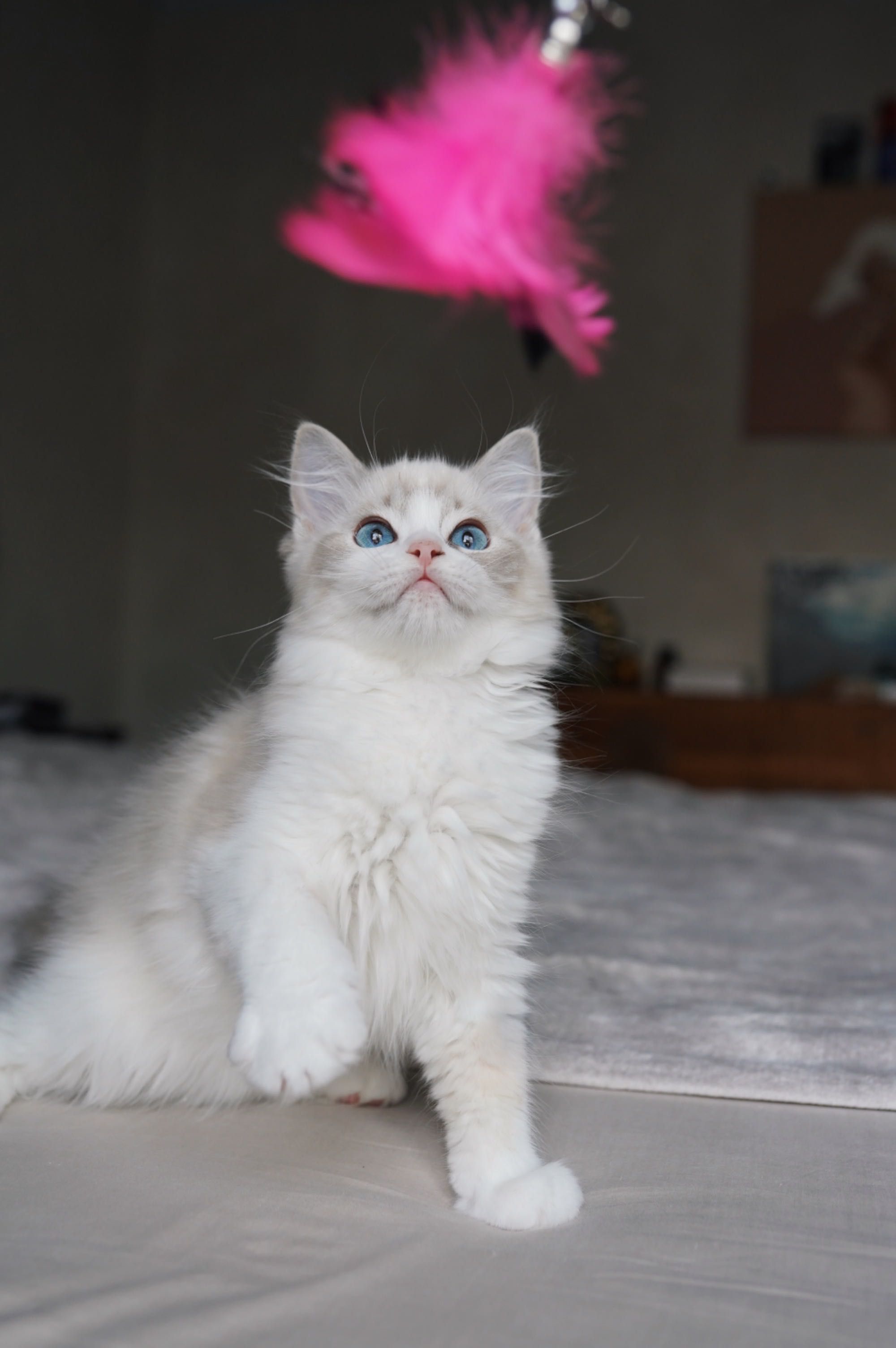 Ragdoll kocurek PL*AVOCADO Wrocław