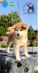 Akita Inu FCI/ZKwP