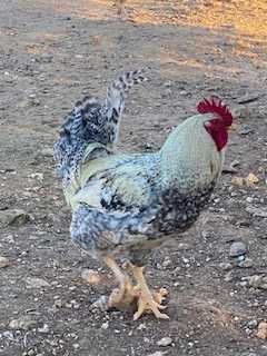 Ovos Galinha galados