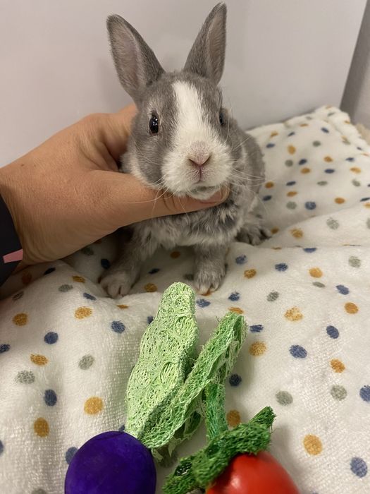 Królik karzełek nie teddy to rex piękny szary z białym bardzo rzadki