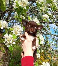 Chihuahua piesek krótkowłosy FCI