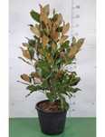 Planta Magnolia branca