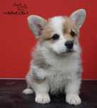 Welsh Corgi Pembroke suczka FCI