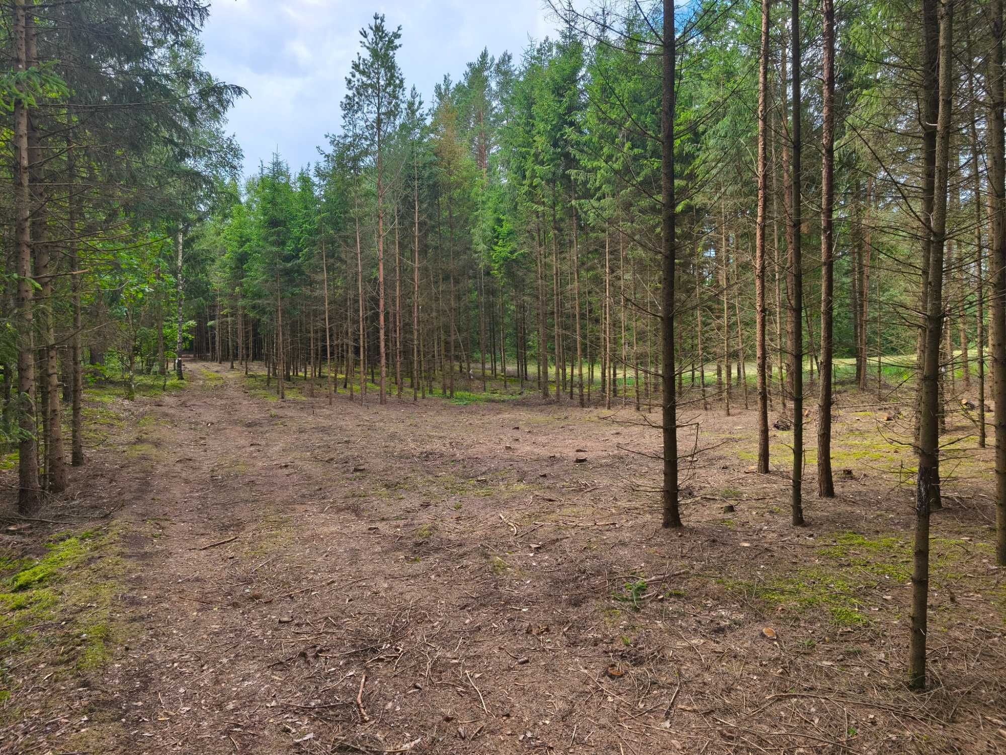 Działka 4000 m²–Szczebra, serce Puszczy Augustowskiej | WZ