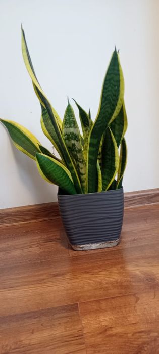 Sensiwiera, język teściowej 30 cm