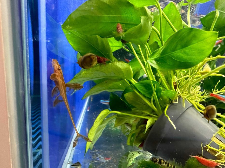 Loricaria Red lizard