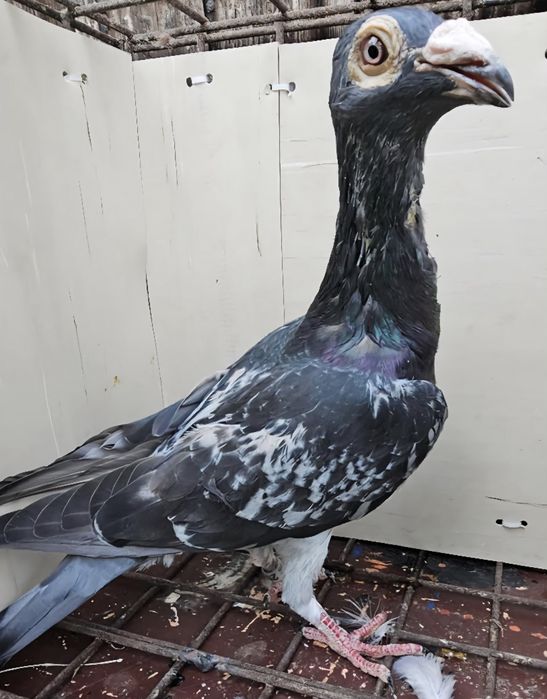 Gołębie listonosz polski