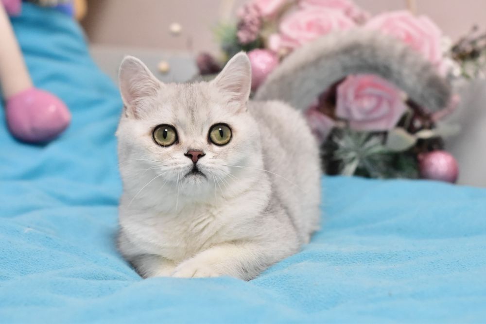 Серебристая шиншилла, британский котенок