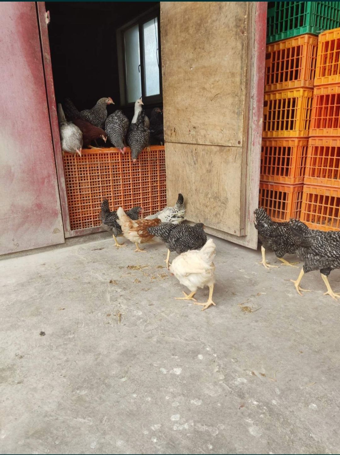 Кури, продам курей, куры несушки, продам кур