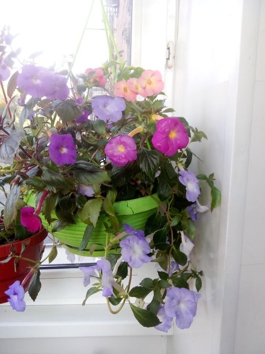 Ахименес  комнатный.