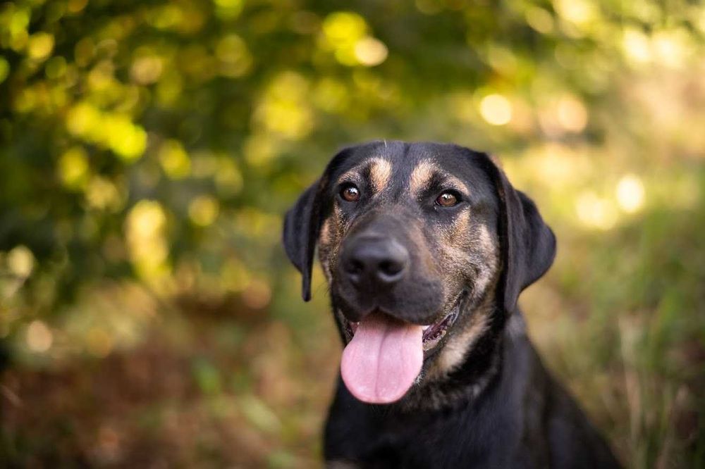 Diego duży szczeniak szuka domu