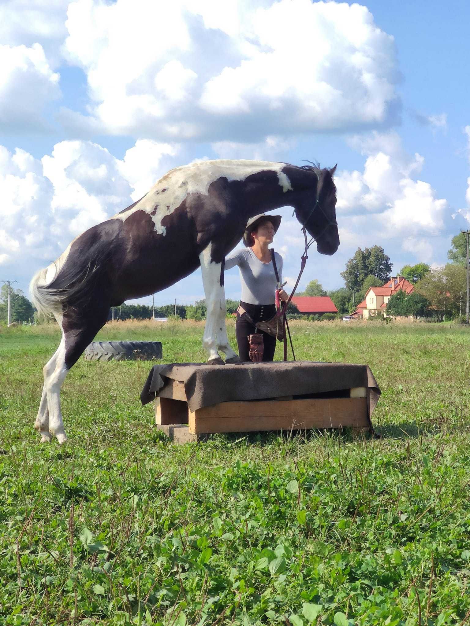 STANÓWKA Ogierem APH, AQH - homozygotyczny - Amerykańska Licencja APHA