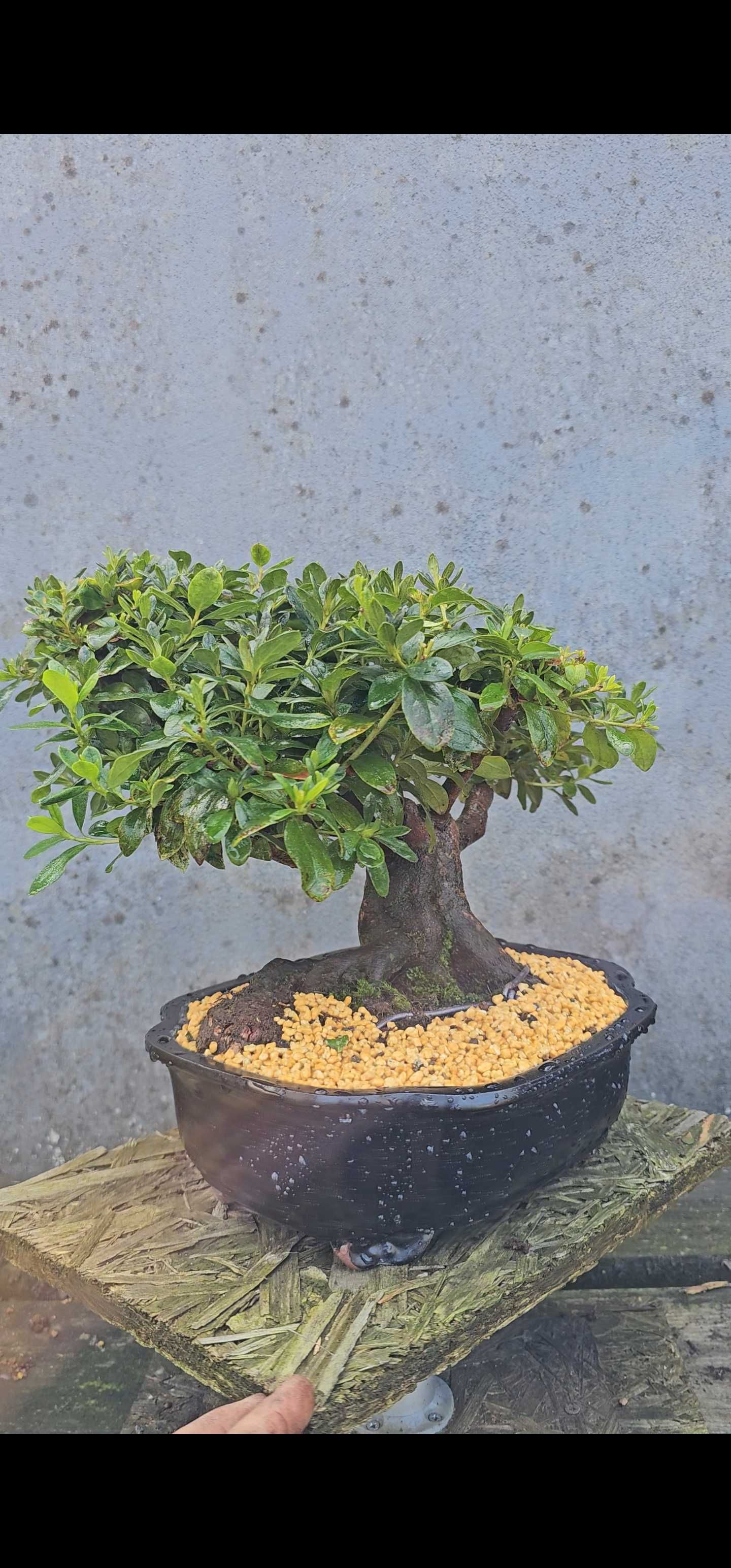 Bonsai de azalea