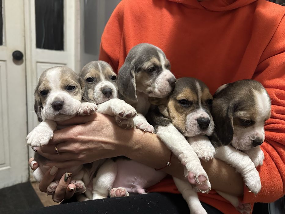 Чудові цуценята Бігль