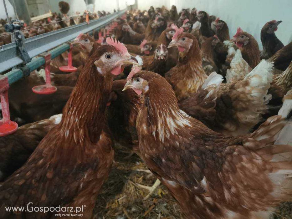 kury nioski kurki z jajkiem dowóz ROSA