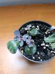 Nadwyżka parapetowa escheveria