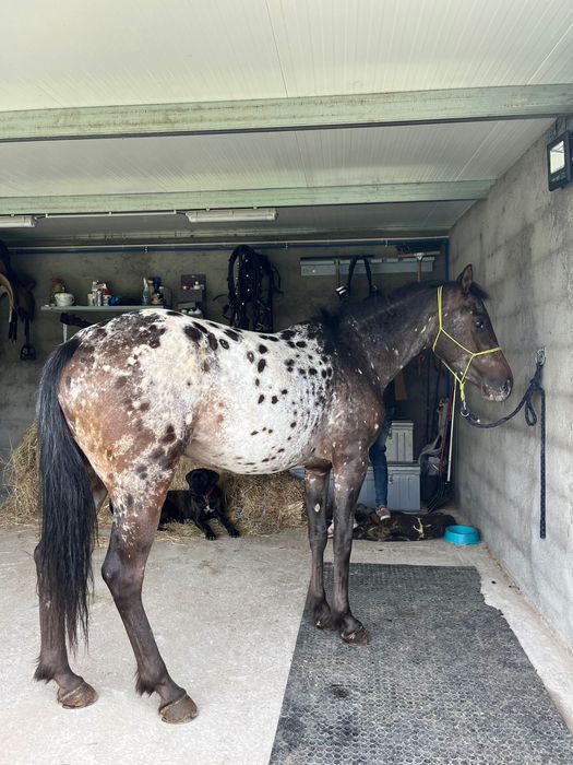 Égua appaloosa 4 anos